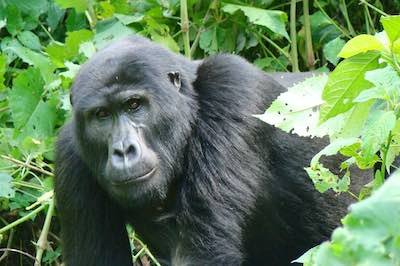 Mountain Gorilla in Bwindi Impenetrable Forest, Uganda